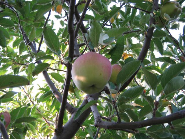 Name:  elma1.jpg
Views: 1129
Size:  70.0 KB