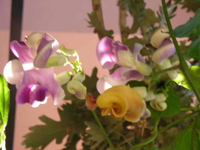 Name:  DSCN3290.jpg
Views: 554
Size:  33.4 KB
