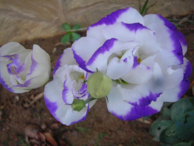 Name:  DSCN3260.jpg
Views: 519
Size:  30.9 KB