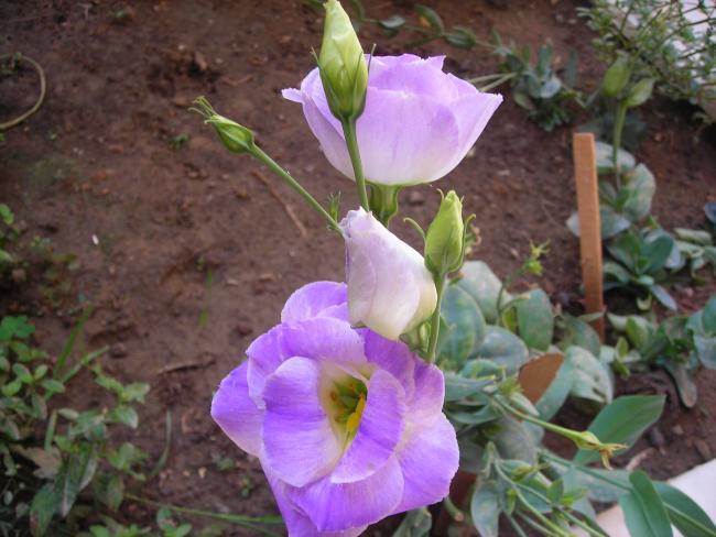 Name:  DSCN3270.jpg
Views: 531
Size:  47.5 KB