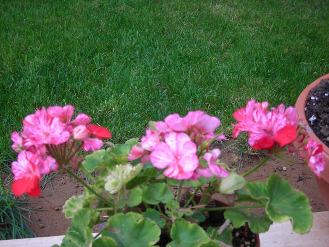 Name:  DSCN3262.jpg
Views: 550
Size:  67.4 KB