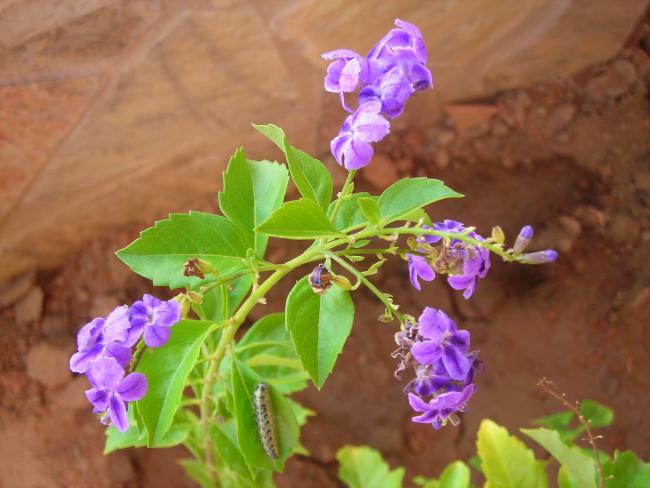 Name:  DSCN3257.jpg
Views: 527
Size:  41.4 KB