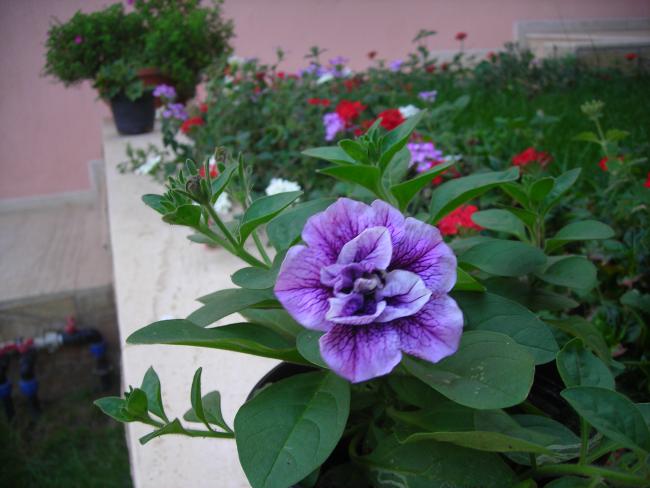 Name:  DSCN3299.jpg
Views: 504
Size:  42.1 KB