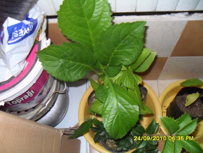Name:  051.jpg
Views: 831
Size:  47.0 KB