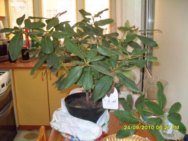 Name:  036.jpg
Views: 701
Size:  47.5 KB