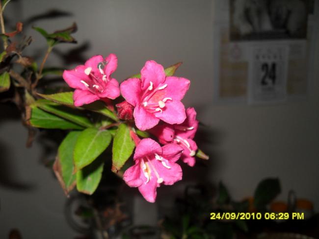 Name:  039.jpg
Views: 803
Size:  29.5 KB
