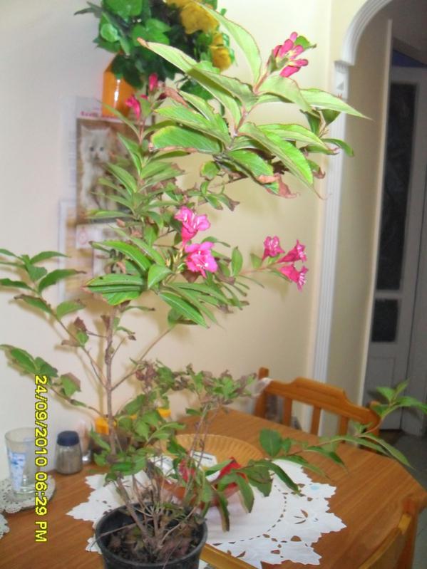 Name:  040.jpg
Views: 732
Size:  63.6 KB