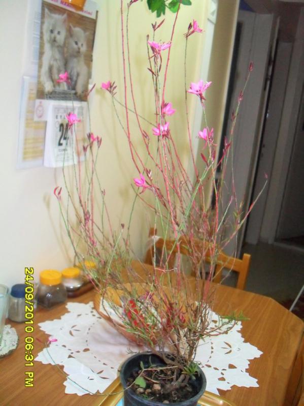 Name:  042.jpg
Views: 1133
Size:  62.7 KB