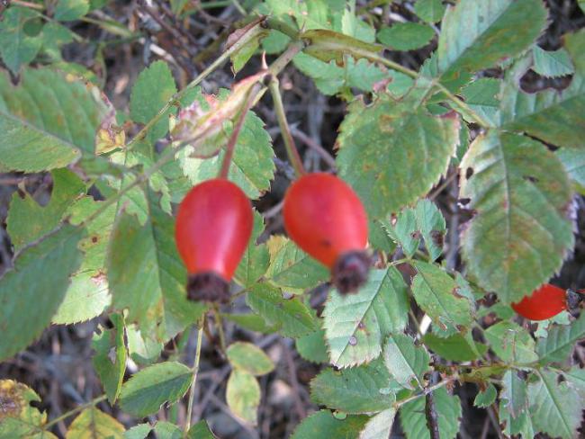 Name:  kuburnu2.jpg
Views: 1224
Size:  56.1 KB