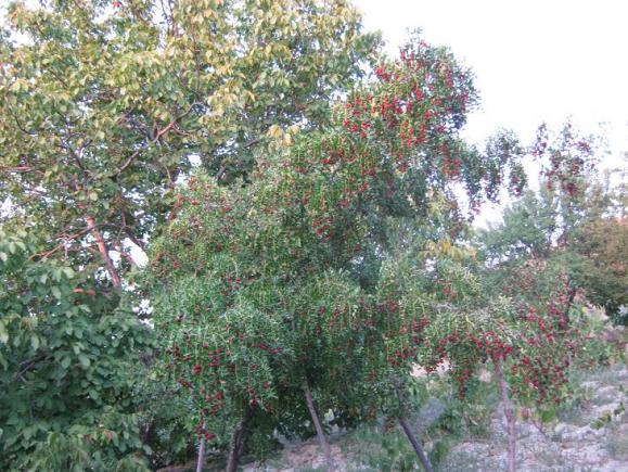 Name:  hnnap4.jpg
Views: 1528
Size:  72.2 KB