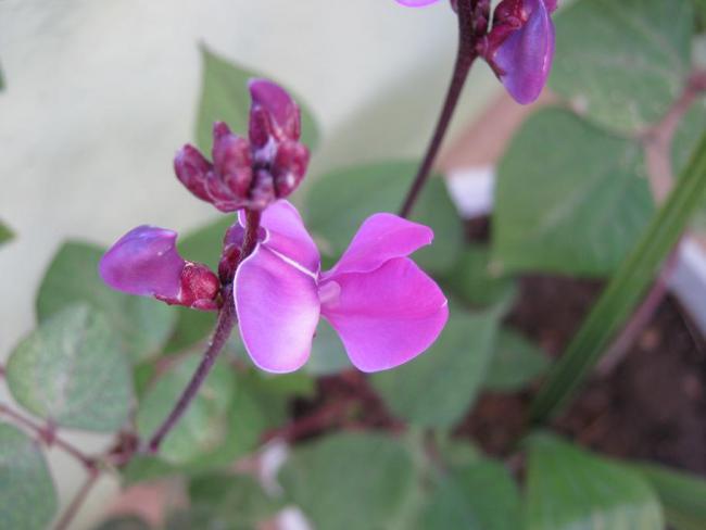 Name:  ss bezelyesi.jpg
Views: 1338
Size:  25.5 KB