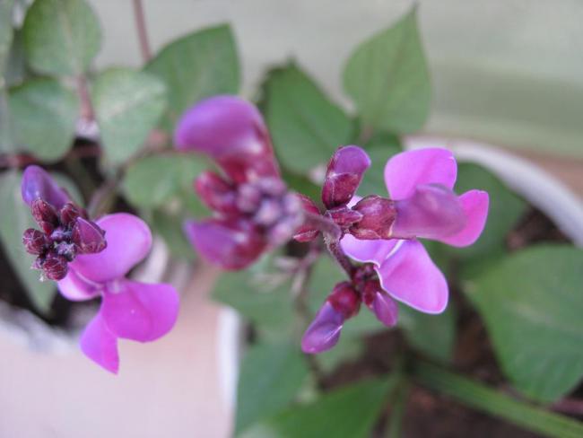 Name:  ss bezelyesi 1.jpg
Views: 1222
Size:  26.7 KB