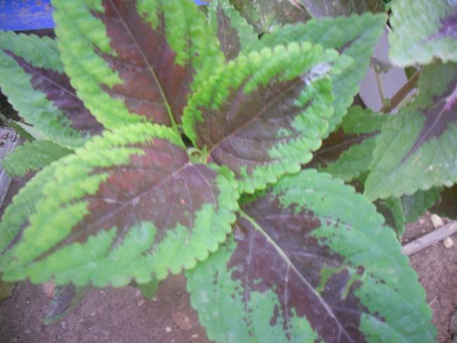 Name:  Kopyas SDC11331.jpg
Views: 697
Size:  42.1 KB