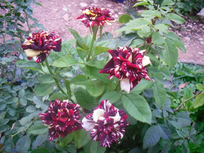 Name:  Kopyas SDC11334.jpg
Views: 692
Size:  67.5 KB