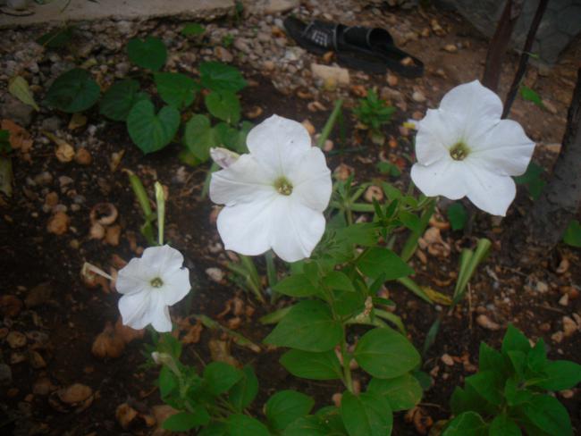 Name:  Kopyas SDC11335.jpg
Views: 684
Size:  43.0 KB