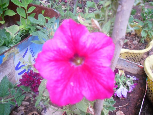 Name:  Kopyas SDC11336.jpg
Views: 686
Size:  53.8 KB