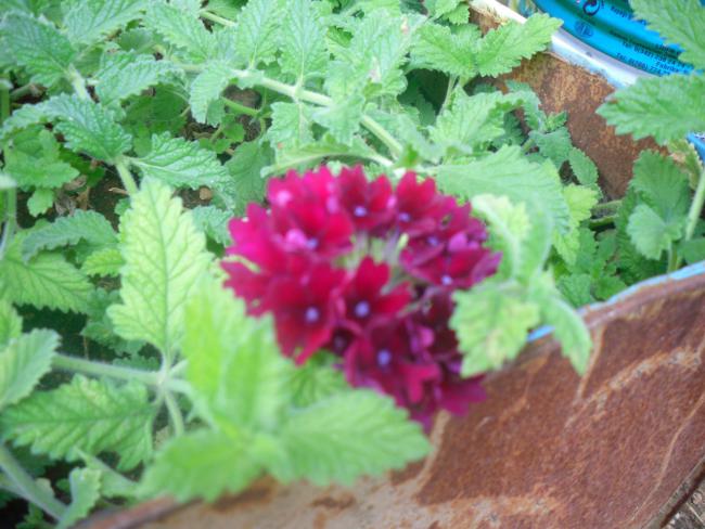 Name:  Kopyas SDC11338.jpg
Views: 708
Size:  51.8 KB