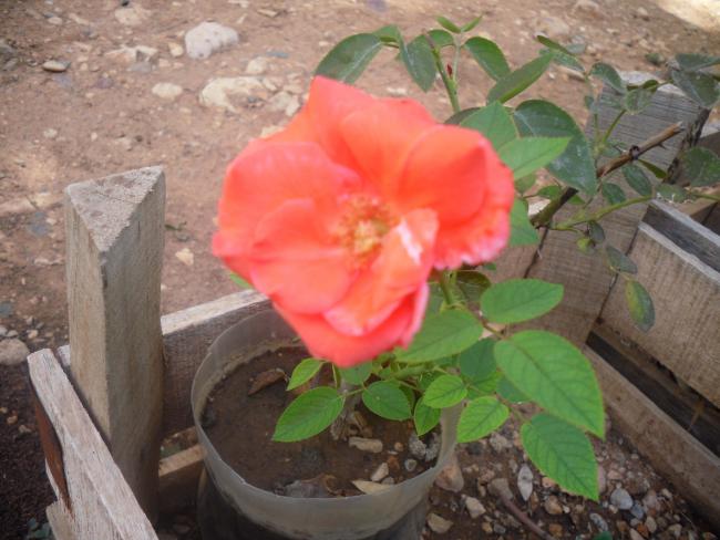 Name:  Kopyas SDC11340.jpg
Views: 671
Size:  47.2 KB