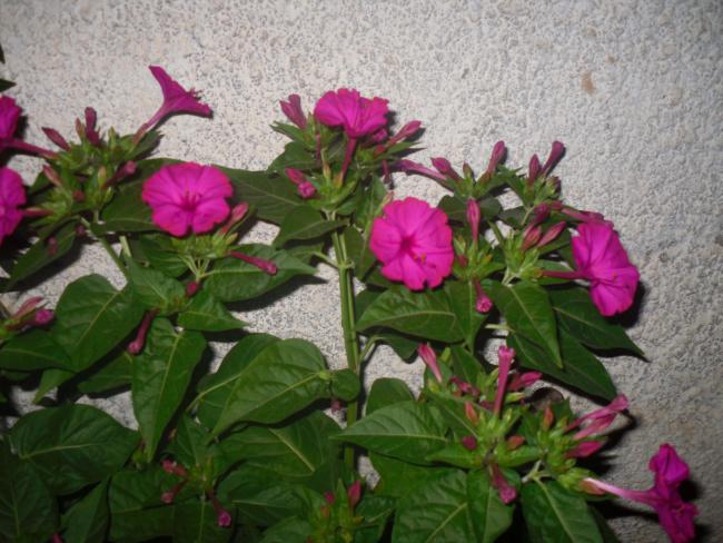 Name:  Kopyas SDC11341.jpg
Views: 705
Size:  56.0 KB