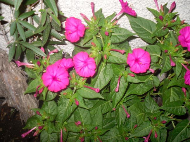 Name:  Kopyas SDC11342.jpg
Views: 717
Size:  63.2 KB