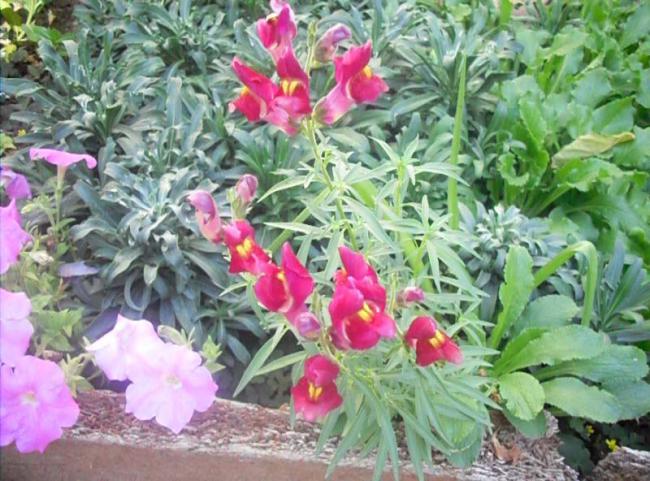 Name:  SDC11331.jpg
Views: 681
Size:  66.5 KB