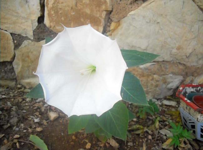 Name:  SDC11345.jpg
Views: 667
Size:  38.5 KB