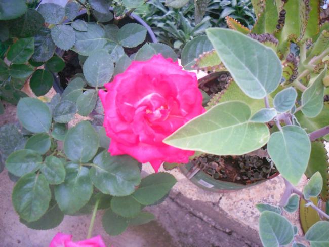 Name:  SDC11334.jpg
Views: 680
Size:  50.6 KB