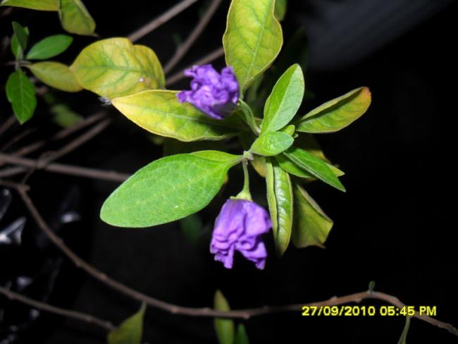 Name:  089.jpg
Views: 1364
Size:  32.8 KB