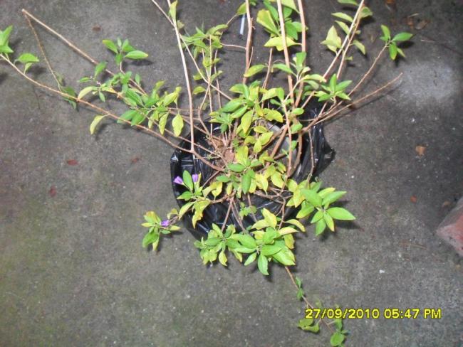 Name:  091.jpg
Views: 1361
Size:  61.3 KB