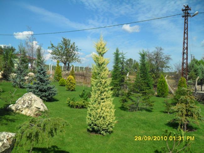 Name:  006.jpg
Views: 1592
Size:  61.6 KB