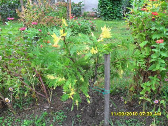 Name:  028.jpg
Views: 1317
Size:  64.3 KB