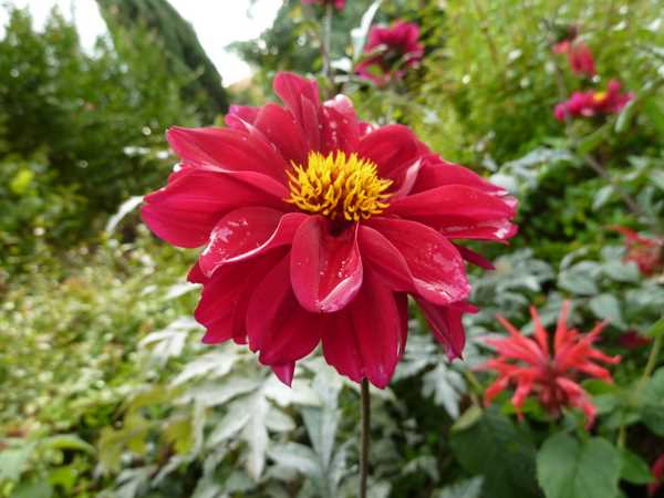 Name:  Bahe 3 Ekim 2010 003.JPG
Views: 1288
Size:  50.1 KB
