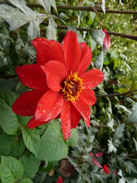 Name:  Bahe 3 Ekim 2010 004.JPG
Views: 1218
Size:  41.4 KB