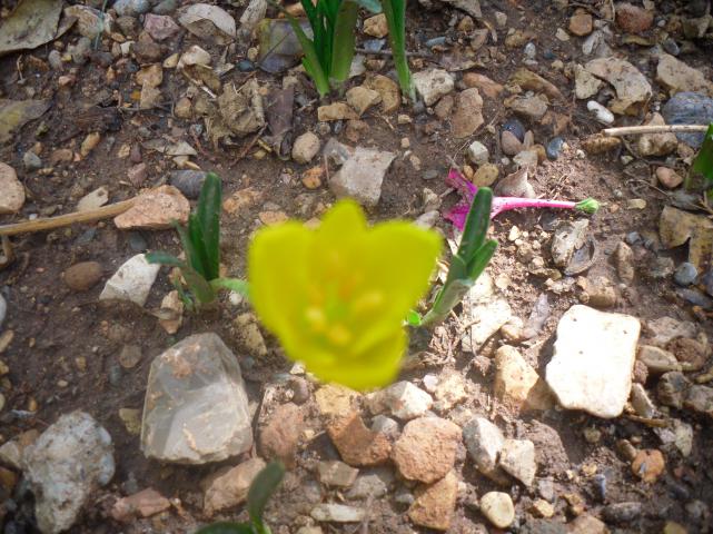 Name:  SDC11373 copy.jpg
Views: 663
Size:  70.1 KB