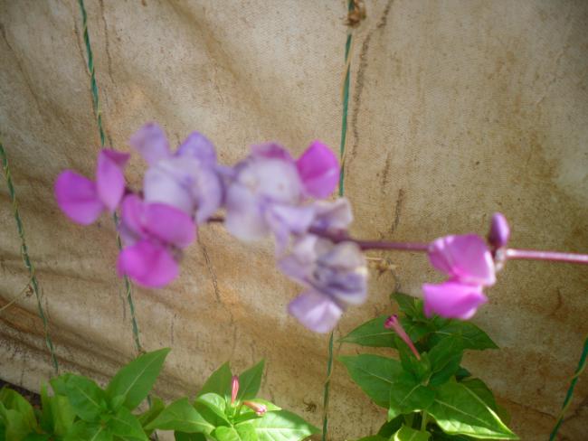 Name:  SDC11375 copy.jpg
Views: 672
Size:  42.0 KB
