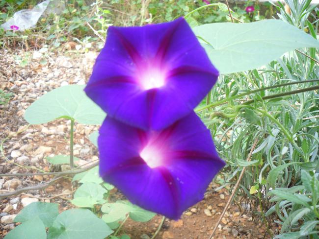 Name:  SDC11377 copy.jpg
Views: 685
Size:  62.1 KB
