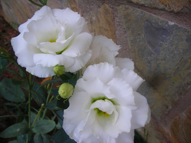 Name:  DSCN3320.JPG
Views: 555
Size:  62.5 KB
