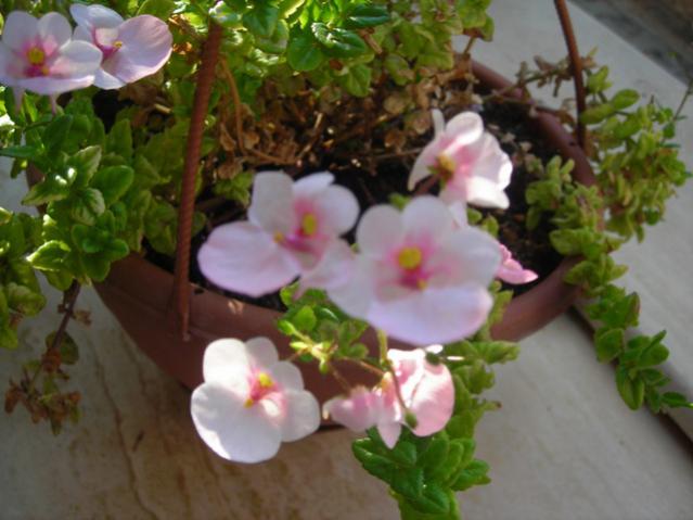 Name:  DSCN3373.jpg
Views: 621
Size:  40.9 KB