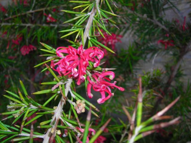 Name:  DSCN1500.jpg
Views: 619
Size:  51.5 KB