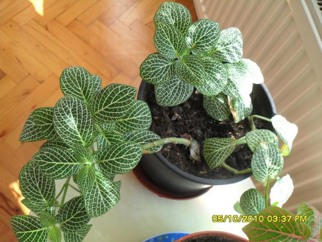 Name:  004.jpg
Views: 893
Size:  64.1 KB