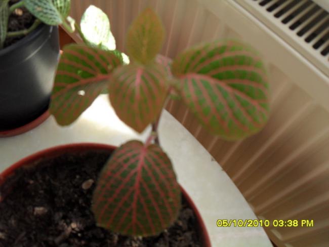 Name:  009.jpg
Views: 828
Size:  29.4 KB