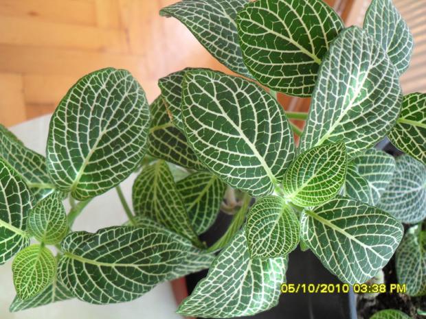 Name:  006.jpg
Views: 805
Size:  72.2 KB