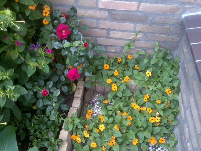 Name:  Foto1316.jpg
Views: 863
Size:  69.6 KB
