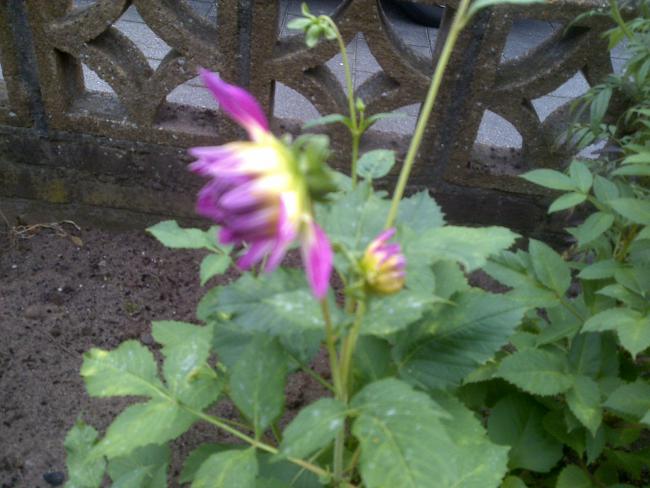 Name:  Foto1327.jpg
Views: 858
Size:  48.0 KB