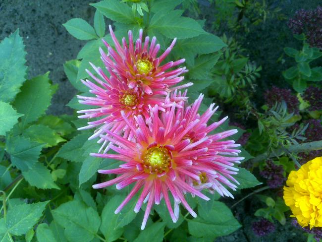Name:  Foto1330.jpg
Views: 865
Size:  59.2 KB
