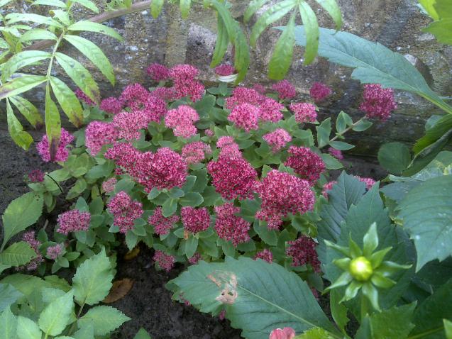 Name:  Foto1333.jpg
Views: 872
Size:  70.3 KB