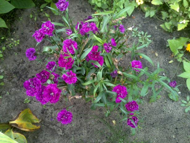 Name:  Foto1335.jpg
Views: 891
Size:  71.1 KB