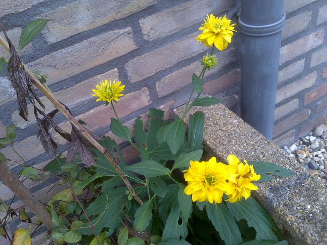 Name:  Foto1338.jpg
Views: 900
Size:  65.4 KB
