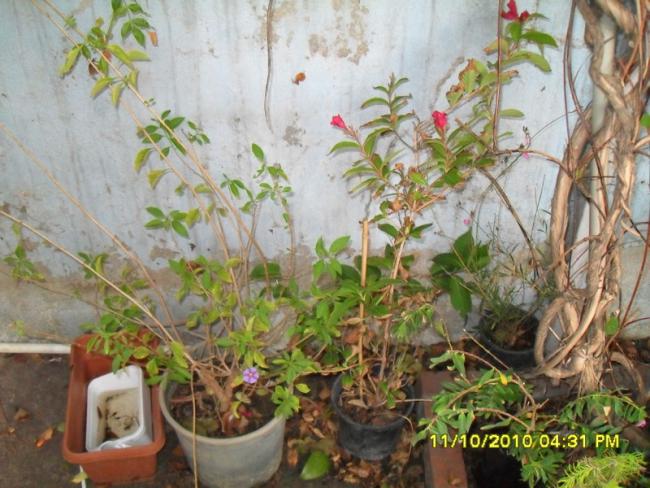 Name:  006.jpg
Views: 721
Size:  59.6 KB