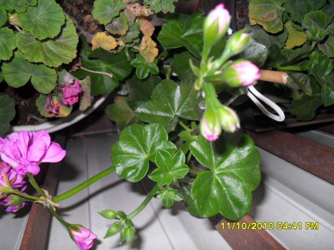 Name:  014.jpg
Views: 722
Size:  54.8 KB